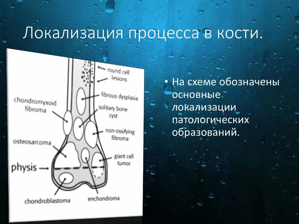 Рост кости человека. Остеопороз трабекулярной костной ткани. Стадии регенерации костной ткани. Возрастные особенности костной ткани. Костный процесс.