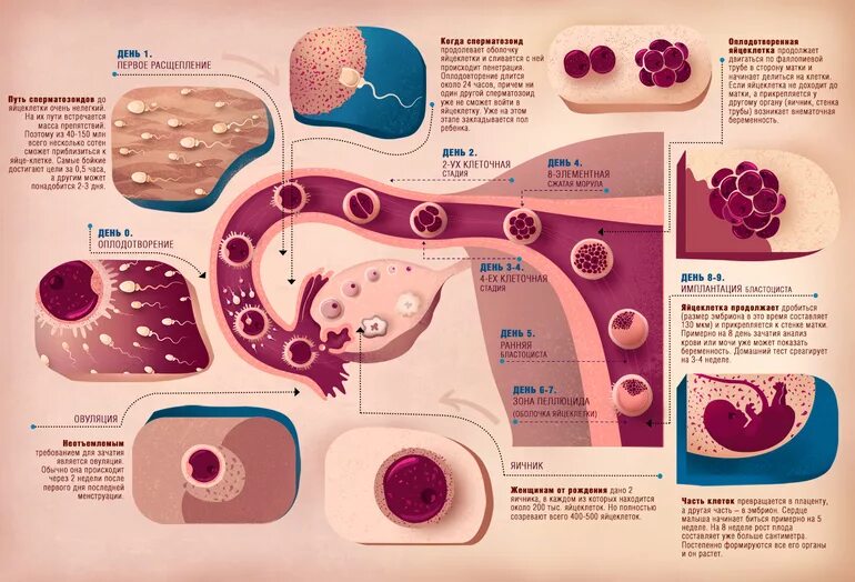 Зачатие. Как происходит зачаток. Оплодотворение яйцеклетки по дням. Процесс зачатия по дням. Первая овуляция после беременности