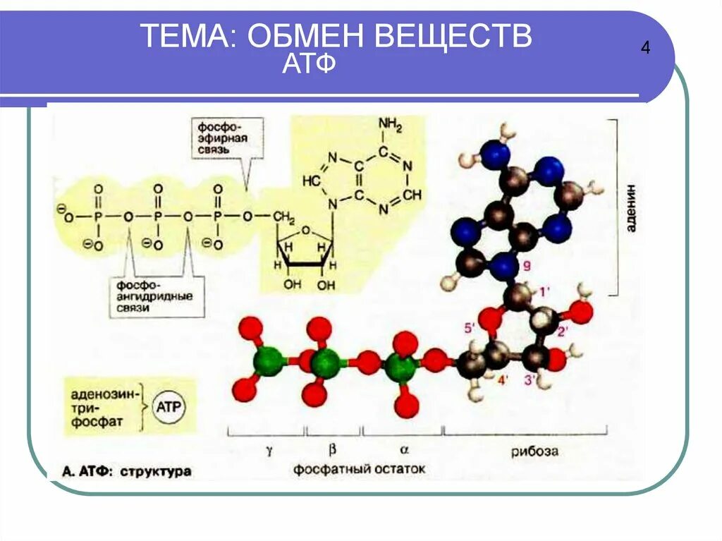 Атф термин. АТФ строение и функции 10 класс. Схема строения АТФ биология 10 класс. АТФ И другие органические соединения клетки 10 класс. Органические вещества АТФ строение.