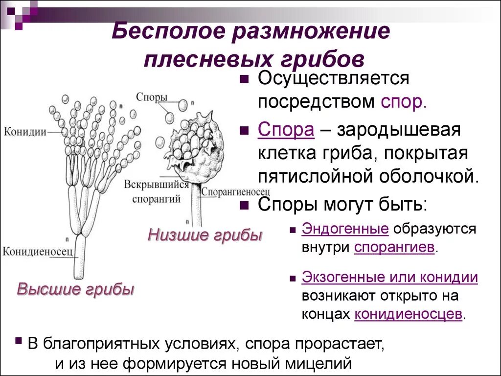 Морфология микроорганизмов. Лекция 1. Морфология грибов