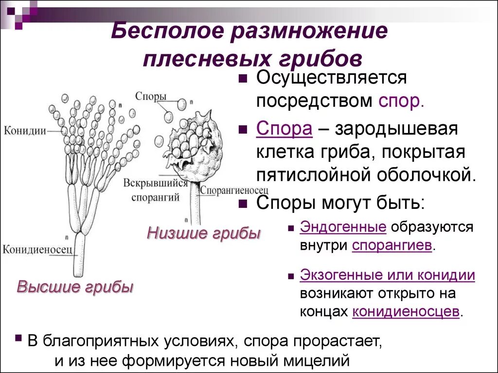 Споры низших грибов