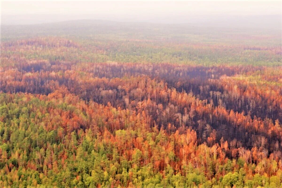 Тайга Сибири Красноярск. Лес Красноярского края. Красноярский край площадь лесов. Красноярск лес Тайга. Главное богатство тайги