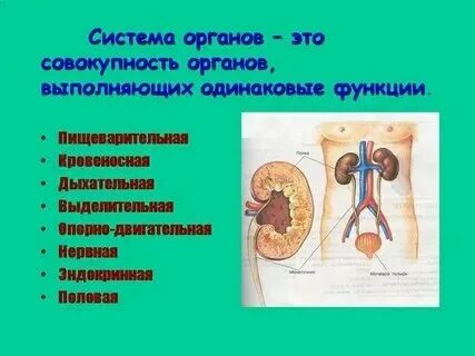 Органный уровень организации процессы Shtampik.com