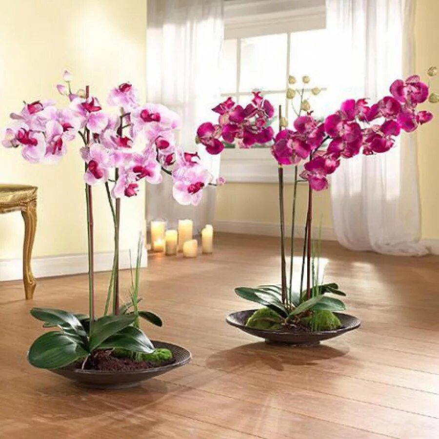 Орхидея живая цветок. Орхидея фаленопсис Гарден. Орхидея Калипсо фаленопсис. Орхидея фаленопсис Претория. Орхидея фаленопсис Элегант.
