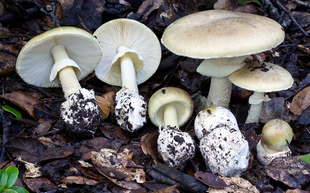 Бледная поганка. Бледная поганка гриб. Amanita phalloides гриб. Мухомор и бледная поганка.