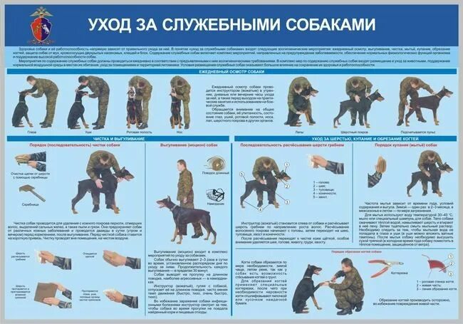 Порядок использования животных