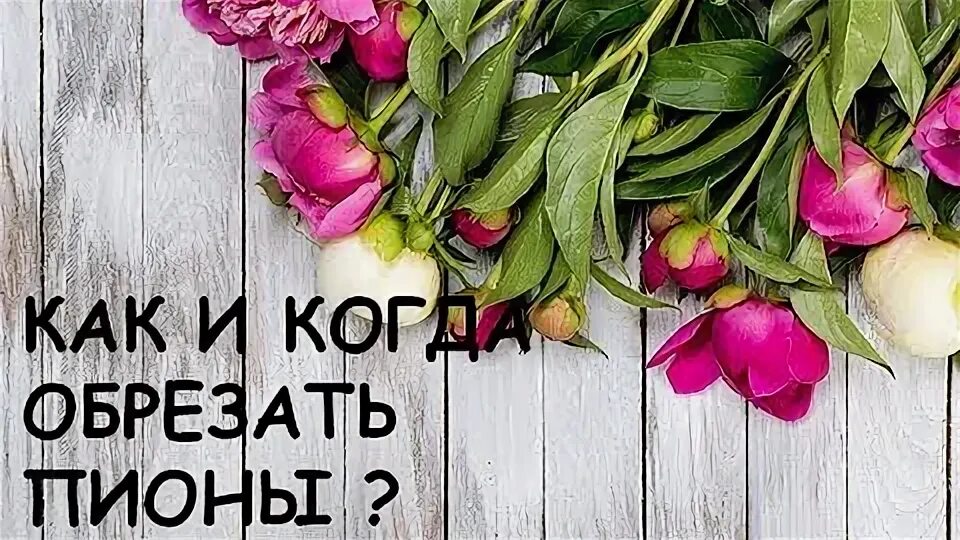 Как подрезать пионы на зиму. Как обрезать пионы для букета. как подрезать пионы для вазы.