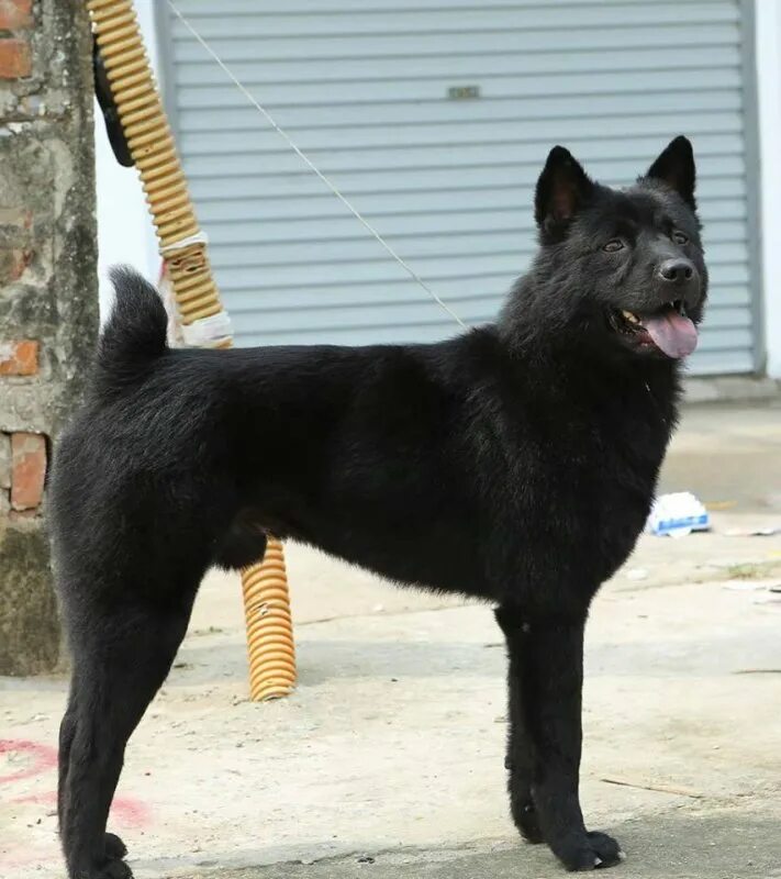 Хмонги собака