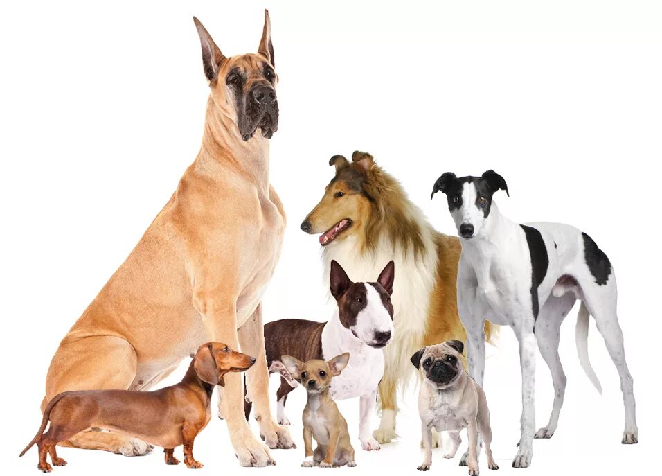 Селекции домашних животных. Искусственный отбор животные. Селекция собак. Искусственный отбор пород собак. Селекция собаки.коллаж.