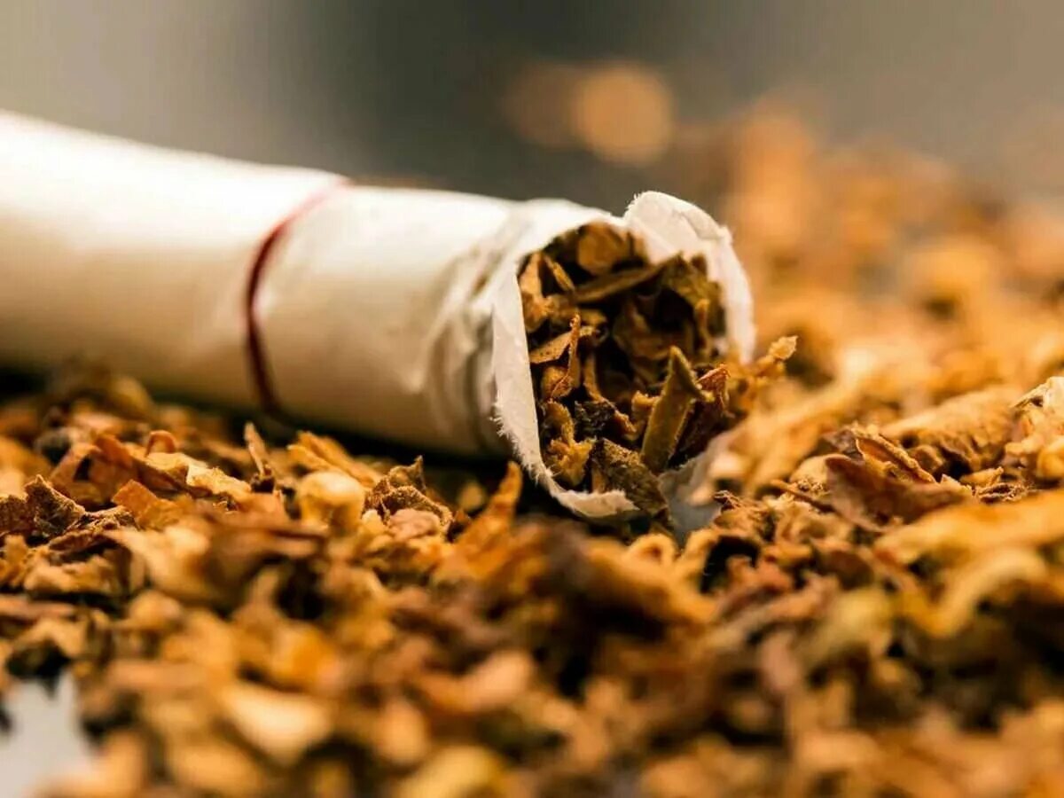 Табак. Табачный лист. Табак картинки. Табак листья.
