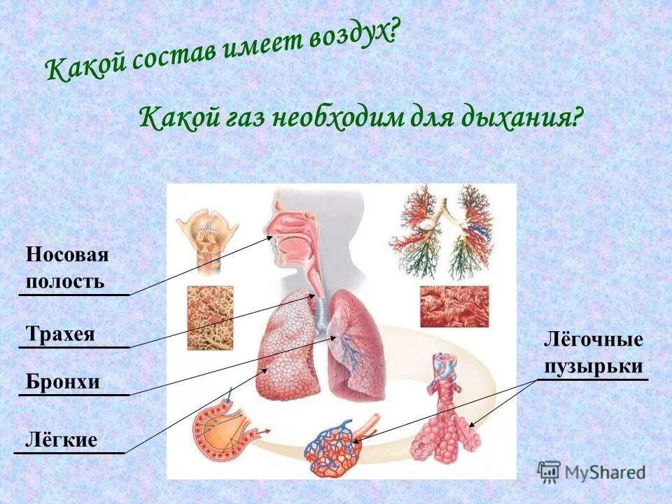 Бронхит вирусный или бактериальный. Чай для бронхов. Овощи и фрукты полезные для легких и бронхов. Пища, полезная для легких. Отвар для легких и бронхов.