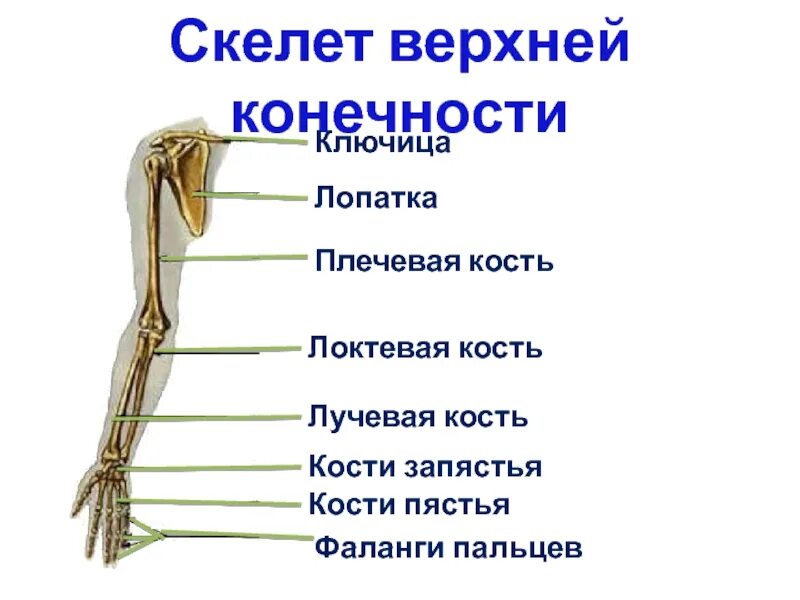 Скелет пояса верхних конечностей (плечевого пояса). Кости составляющие скелет верхней конечности. Строение скелета верхней конечности анатомия. Скелет верхней конечности человека биология 8 класс.