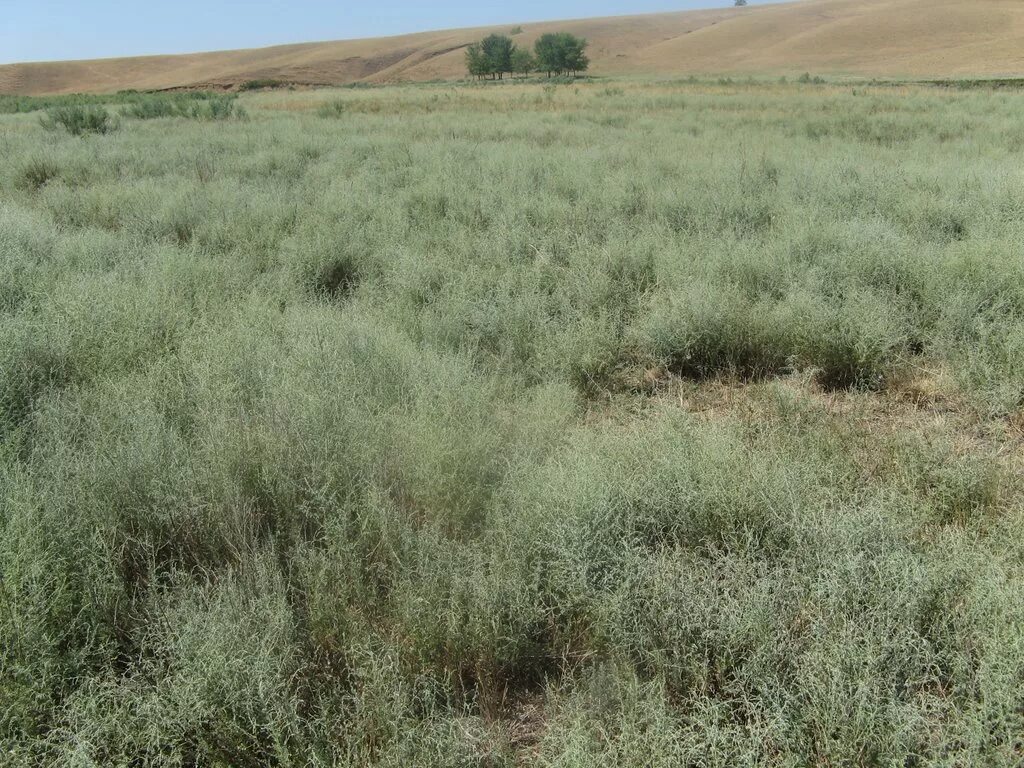 полынь степная чернобыльник. полынь степная. полынные степи ростовской области. полынь астраханская. полынь полупустыни.