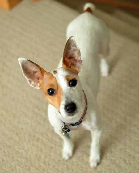 Toy Foxy Russell (Jack Russell Terrier x Toy Fox Terrier mix) Toy fox terriers, 