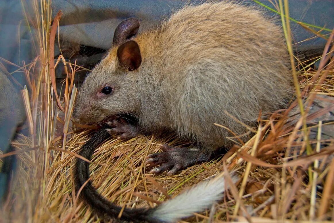Лесная мышовка. Мышь полевка. Мышь лесная полевка. Leporillus conditor. Крыса выглядывает.