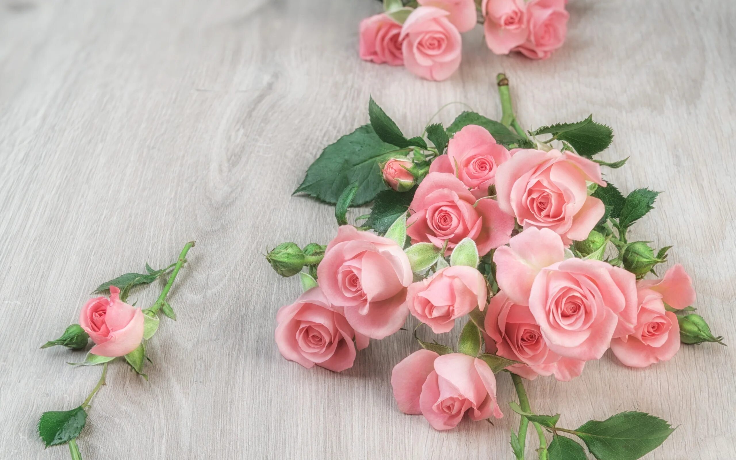 Розовые розы. Маленькие розочки. Розы фон. Бледно розовые розы.