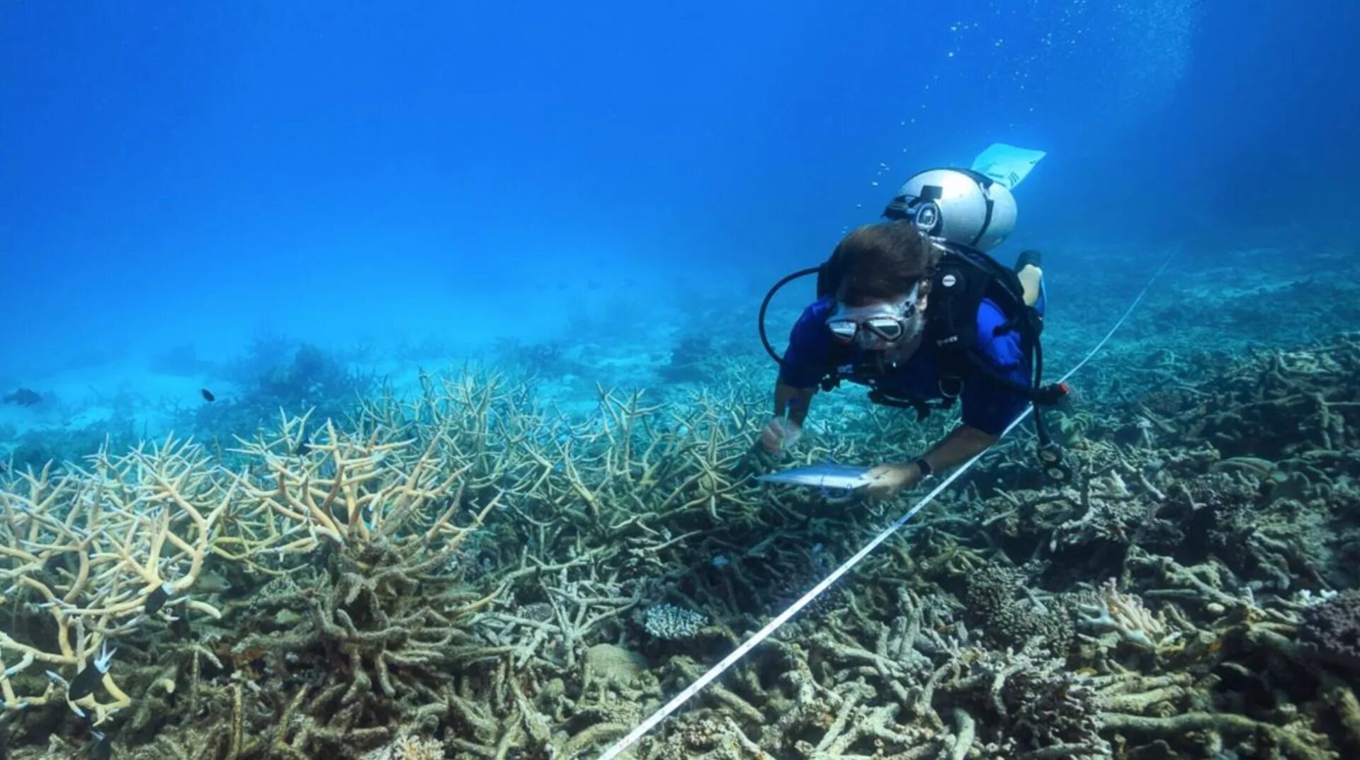 Риф Ниман. Хуббатов риф. Threat to the great Barrier Reef. Дэнни риф.