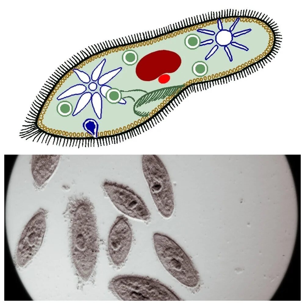 Инфузория туфелька структура. Органоиды инфузория туфелька. Инфузория туфелька органоиды движения. Инфузория туфелька питание. Одноклеточные инфузория туфелька.