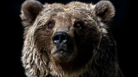 Bear number one