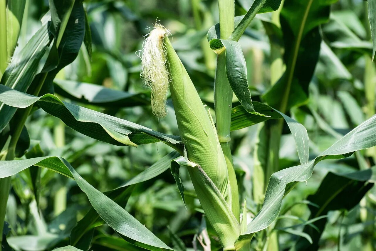 Фото кукурузы. Кукуруза Полевая. Кукуруза поле початки. Мятликовые растения кукуруза. Кукуруза растет.
