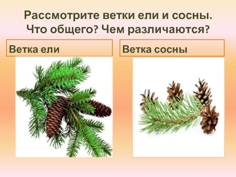 Где находится хвойный. Хвоинки сосна и ель. Ветка сосны и ели сравнение. Ветки ели и сосны. Расположение веток у сосны.