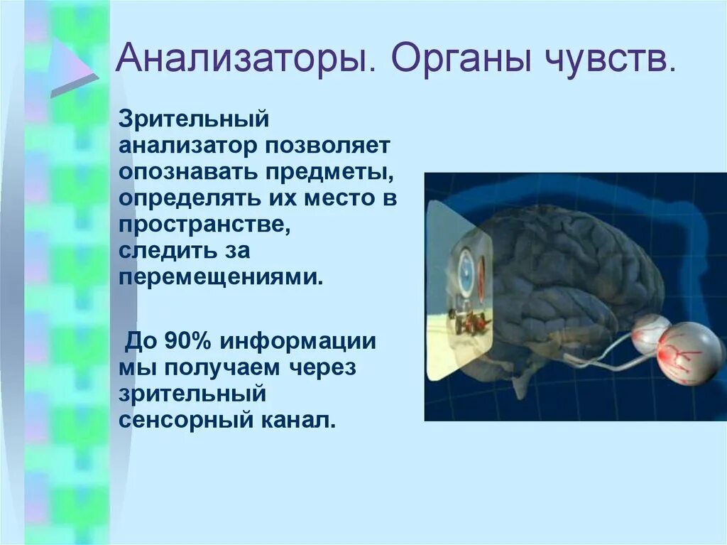 Презентация понятие об анализаторах зрительный анализатор. Анализаторы. Зрительный анализатор орган чувств. Строение анализаторов органов чувств. Анализаторы презентация.