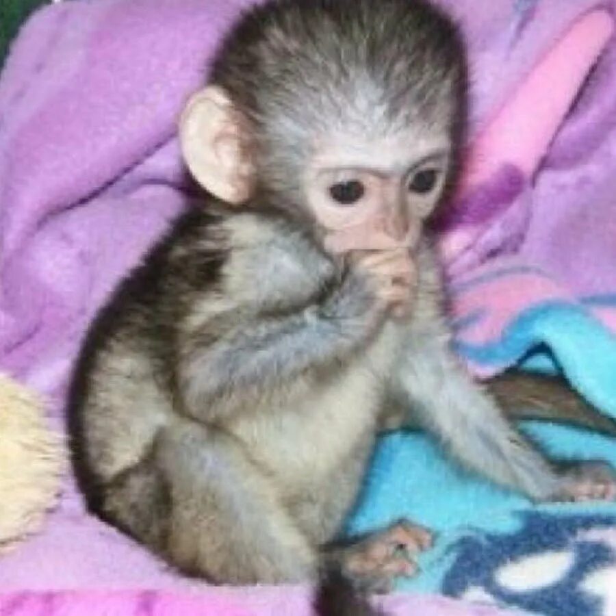 Горилла фото. Ручная обезьянка. Обезьяна где стоит. Мартышки ищут блох. Животные африки горилла.