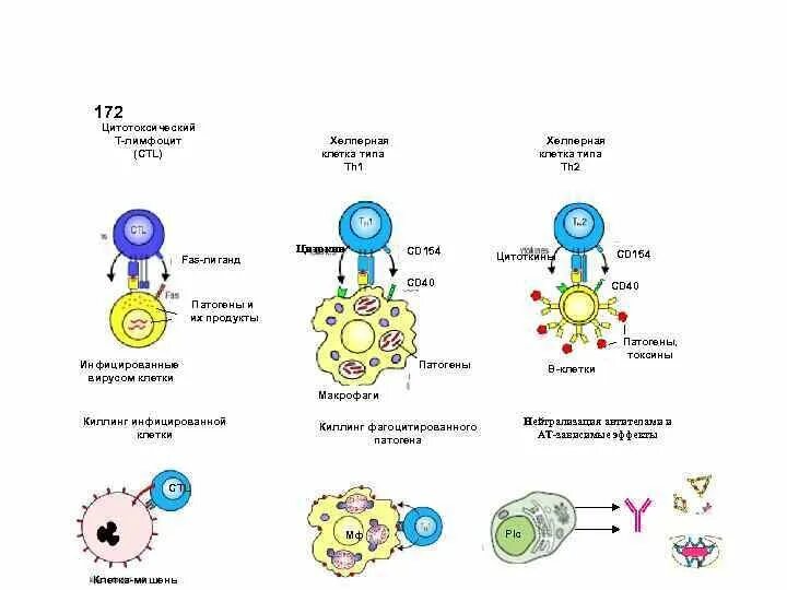 Cd8 т-цитотоксические т - клетки. Схема иммунного ответа а4 т- лимфоциты. Механизм цитотоксического действия т-лимфоцитов. Схема цитотоксического иммунного ответа. Цитотоксические т клетки