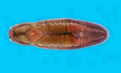 Сорғыштардың фотолары бар жезөкшелер