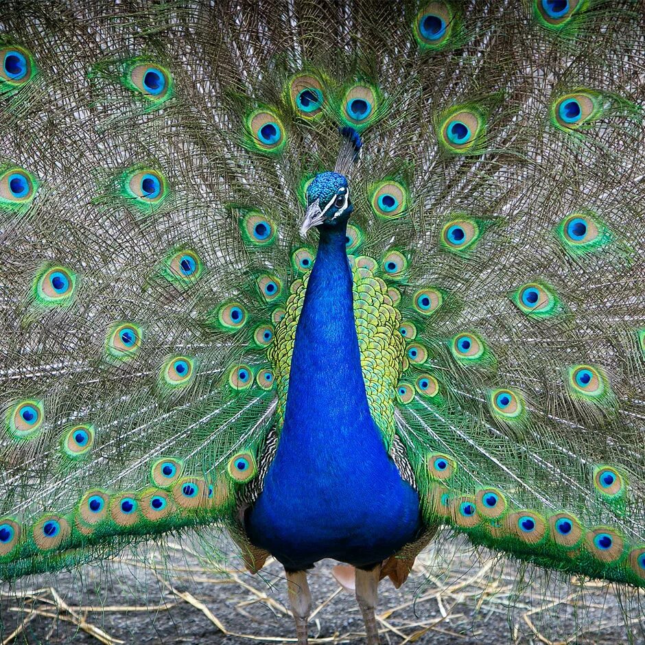 Павлин хвост. Павлин крик. Павлин кричит. Красивый павлин. Как кричит павлин.