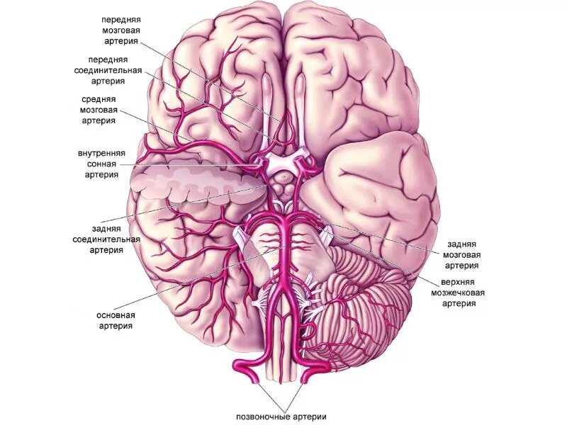 Правая задняя мозговая артерия инсульт. Ветви arteria basilaris. Базилярная артерия головного мозга. Arteria Cerebri Media ветвь. Мозг снизу