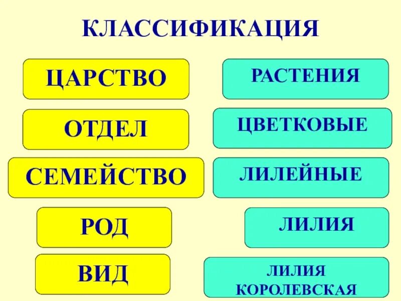 Царство род семейство