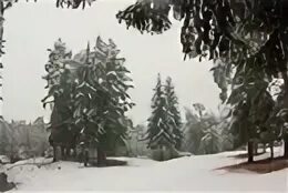 Первый золотой ревда