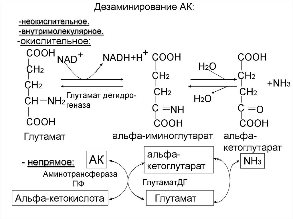 Окислительное дезаминирование глутаминовой кислоты. Реакция окислительного дезаминирования глутаминовой кислоты. Неокислительное дезаминирование аспартата. Непрямое окислительное дезаминирование глутамата. Реакция дезаминирования АК.