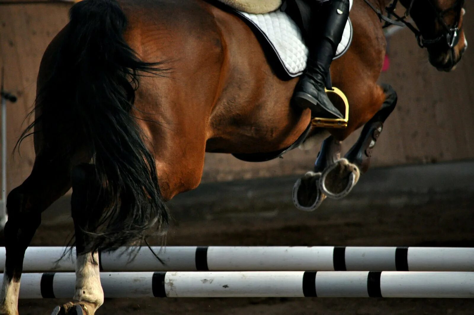 Horse sport. Эстетика конного спорта конкур. Спортивные лошади. Лошади конный спорт. Лошади Эстетика конкур.