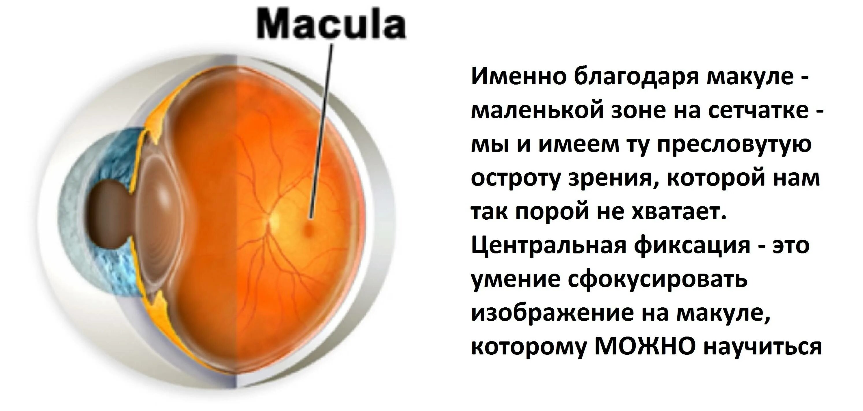 Макулярная дистрофия сетчатки. Строение глаза анатомия сетчатка желтое пятно. Строение сетчатки макула. Строение глаза макула.