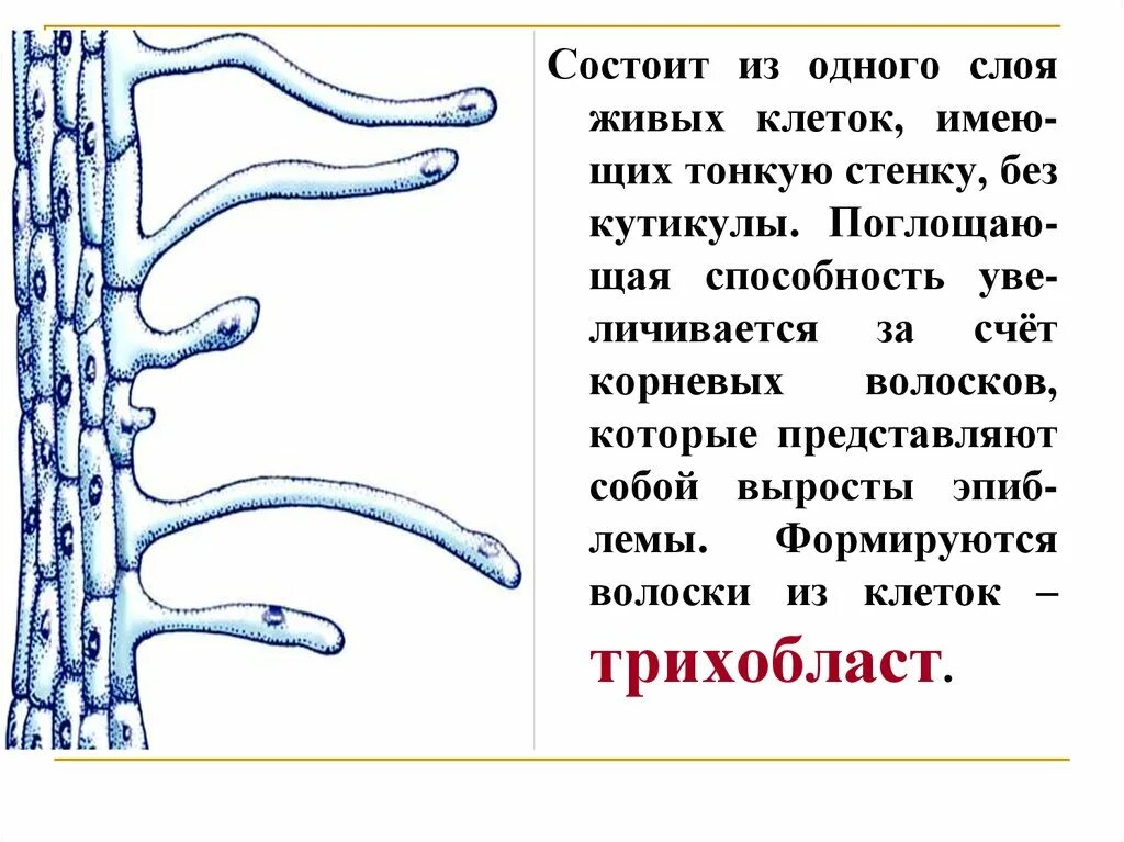 Корневой волосок это вырост клетки. Корневой волосок представляет собой. Роль выростов в клетках корневого волоска. Выросты корневых волосков.