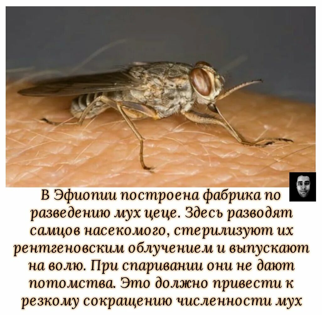 Какую опасность представляет мухи ответ