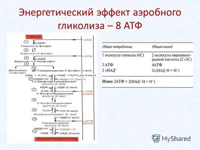 Синтез глюкозы в организме