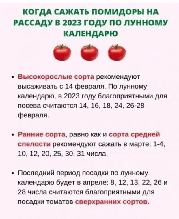 Когда сажать помидоры. Когда сажать помидоры в 2023 году. Когда посадить помидоры на рассаду. Посадка рассады в 2023 году по лунному календарю.