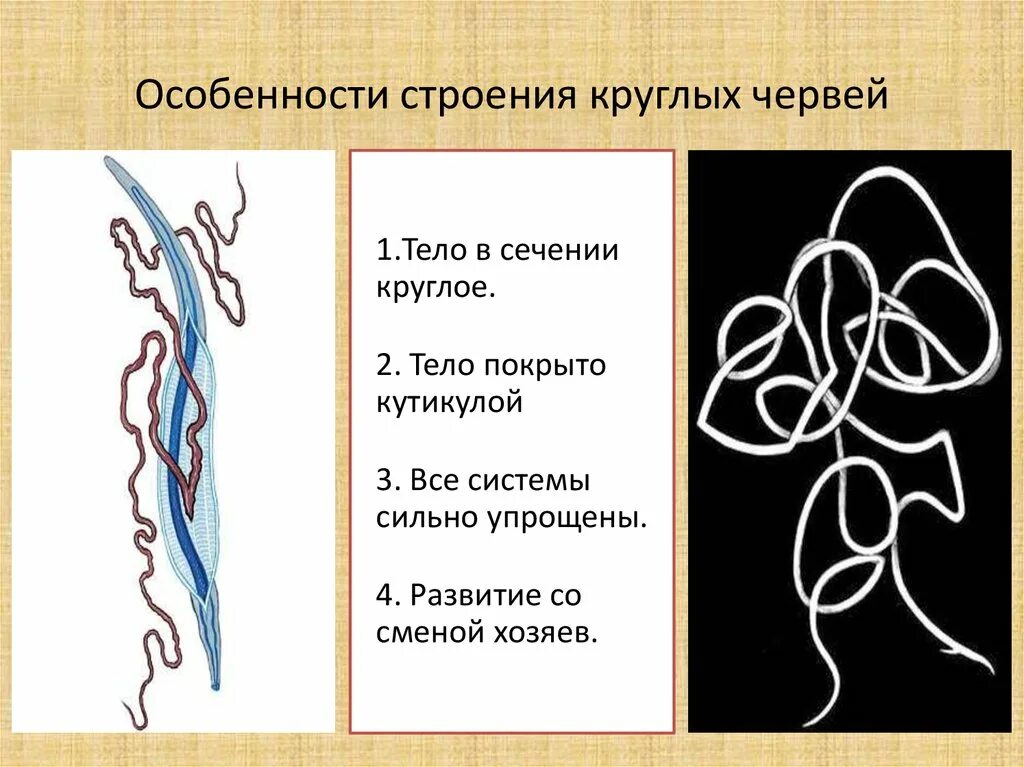 Три признака круглых червей. Особенности внутреннего строения круглых червей. Особенности строения круглых червей. Признаки строения круглых червей. Особенности строения и жизнедеятельности круглых червей.