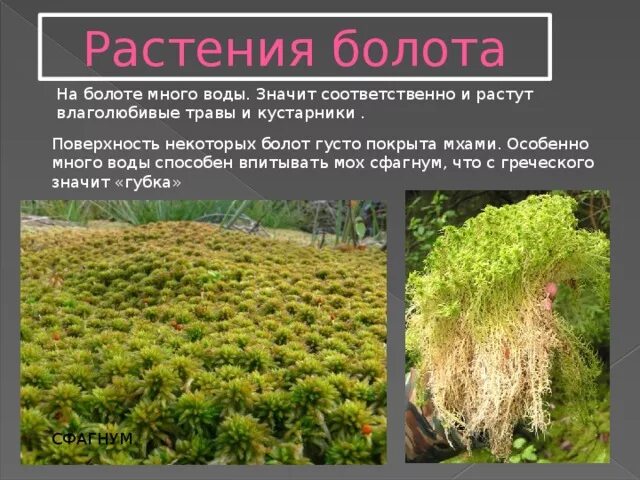 Растения болота являются. Сфагнум растения болот. Мох сфагнум субстрат. Растение котое растет на балот. Типичные растения болота.