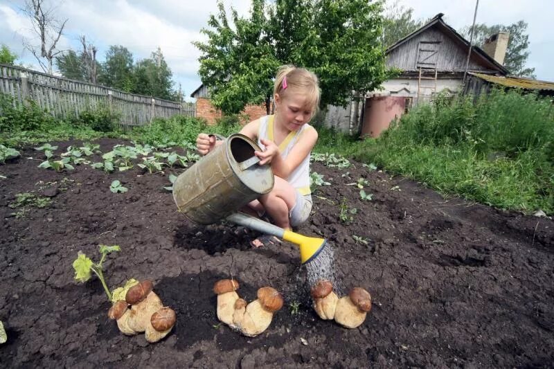Как сажать белый