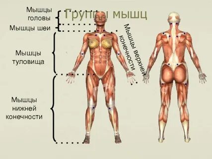 Мышцы туловища и верхних конечностей
