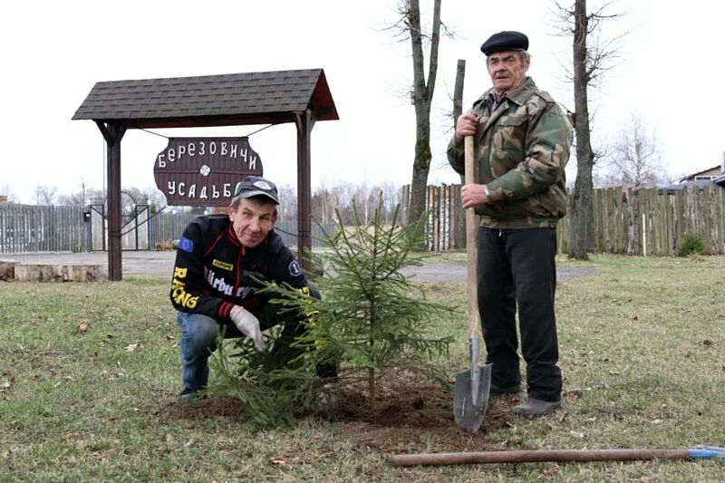 Аллея памяти 9 мая. Посадка деревьев. Аллея. Аллея посвященная 75 летию строительному техникуму. Новая аллея владимира.