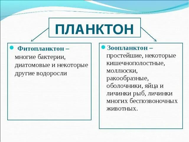 Что ученые называют фитопланктоном дайте определение. Планктон фитопланктон и зоопланктон. Зоопланктон и фит планктон. Зоопланктон это определение. Планктон это определение.