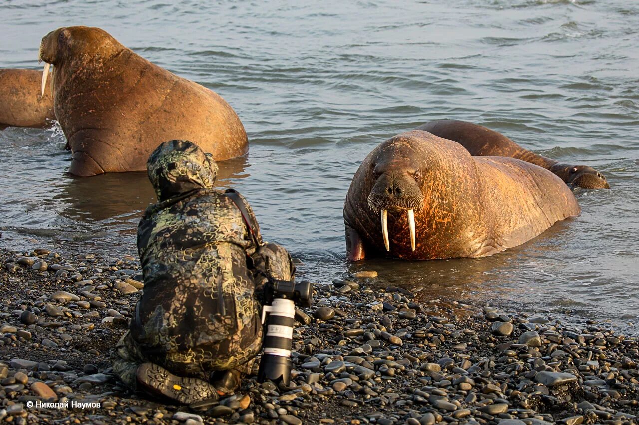 Лаптевский морж. Морж добывает себе пищу. Тюлени на острове врангеля. Детеныш моржа. Морж аляски.