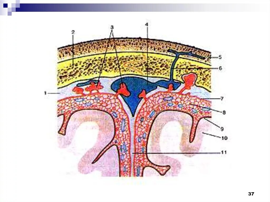 Три оболочки мозга. Оболочки головного мозга анатомия. Оболочки и МЕЖОБОЛОЧЕЧНЫЕ пространства головного мозга. Срез оболочки головного мозга. 3 Оболочки головного мозга.