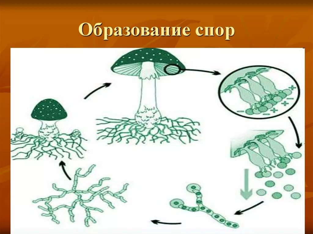 Размножение шляпочных грибов. Схема спорообразования у бактерий. Споры грибов образуются. Где образуются споры у грибов. Споры грибов служат для