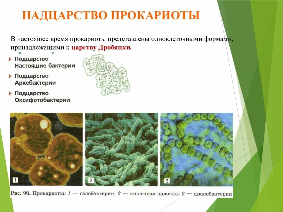 Представители царства прокариот. Подцарство прокариот. Настоящие бактерии. Подцарства прокариот.